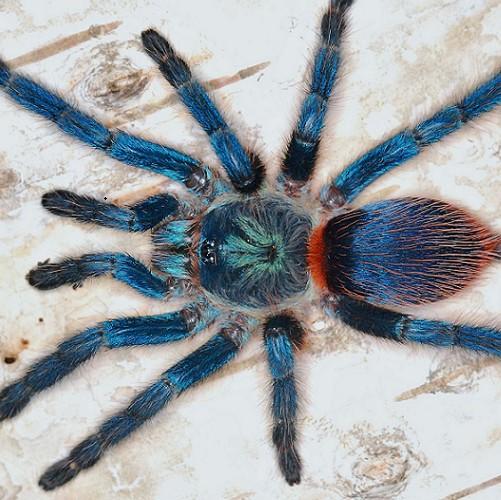 Blue Dwarf Tarantula (Dolichothele diamantinensis)