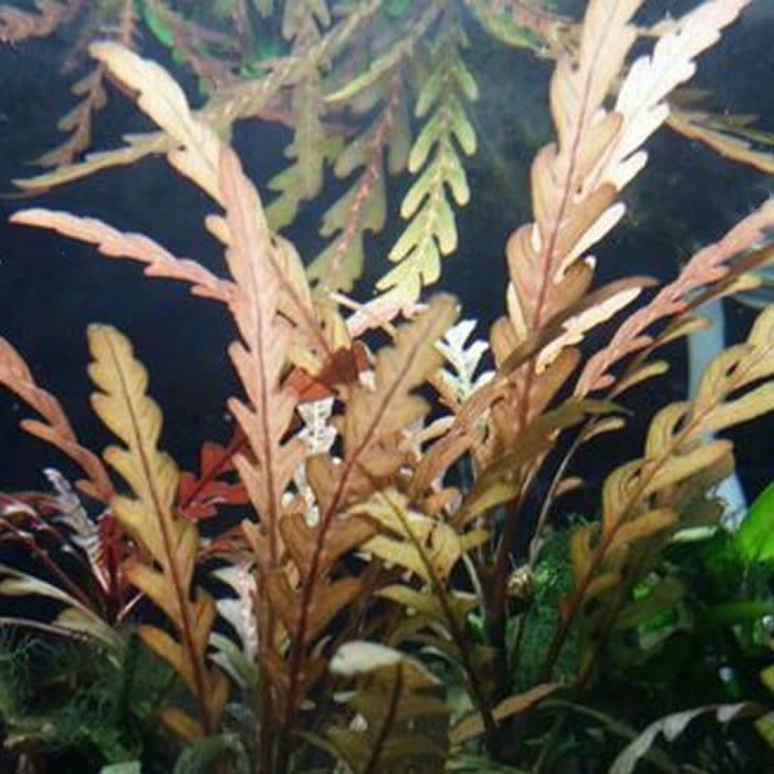 Fern Hygrophila (Hygrophila pinnatifida)
