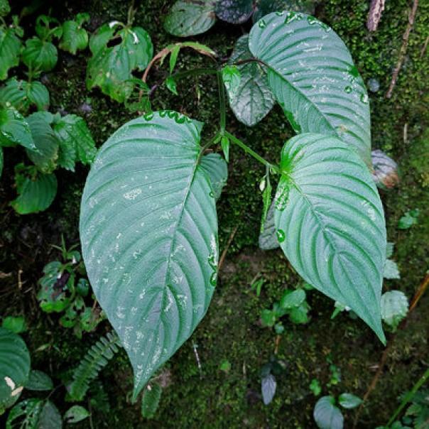 Rhynchoglossum obliquum