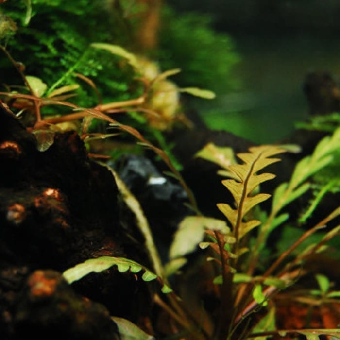 Fern Hygrophila (Hygrophila pinnatifida)