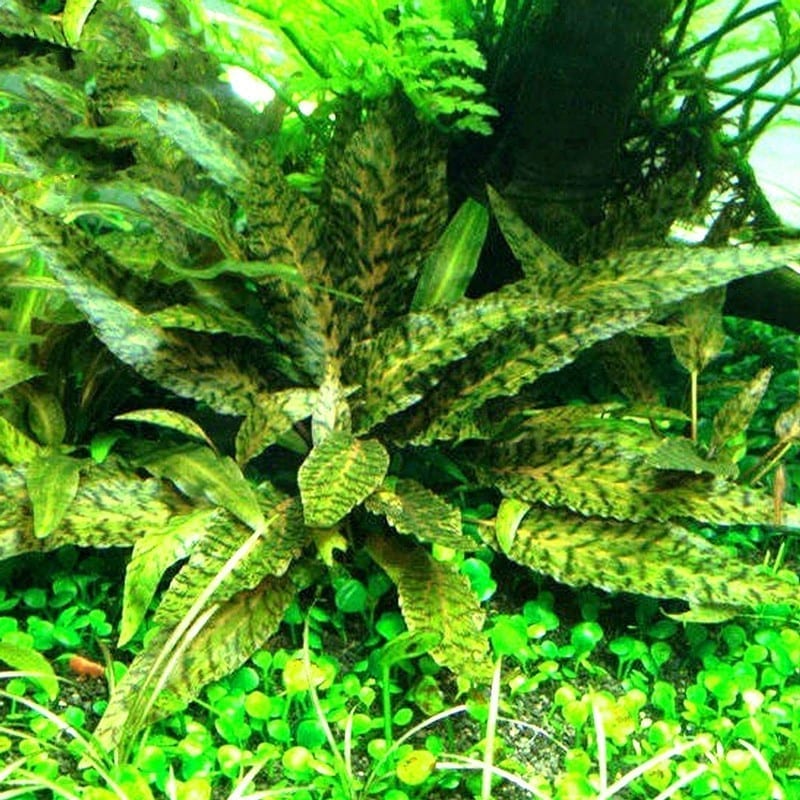 Cryptocoryne nurii 