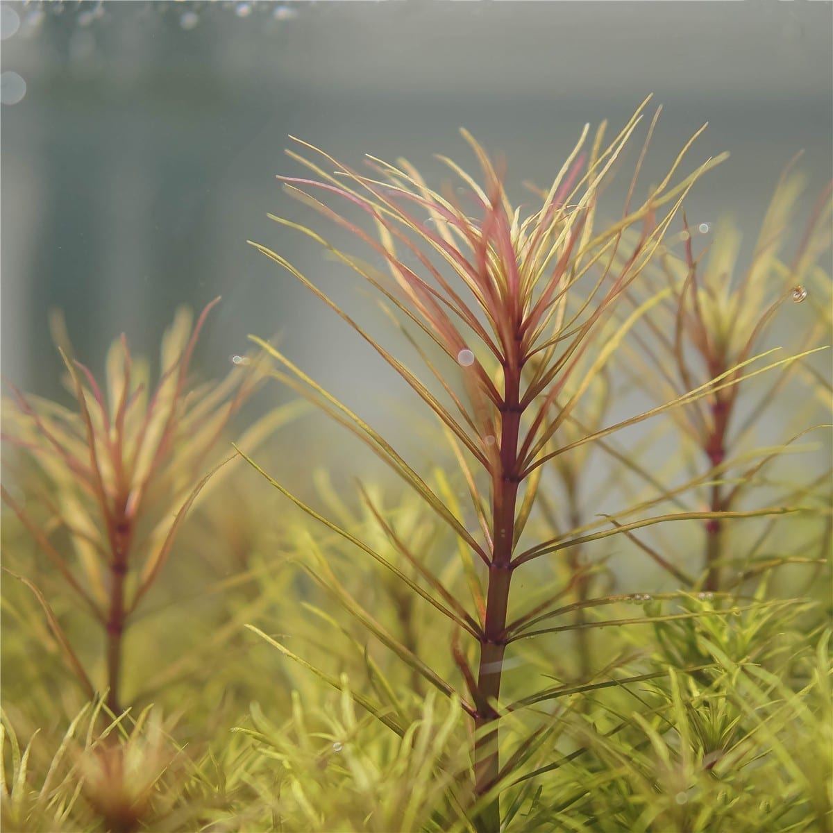 Eusteralis Stellata Octopus (Pogostemon stellatus)