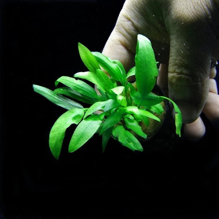 Water Trumpet (Cryptocoryne wendtii 'Green')