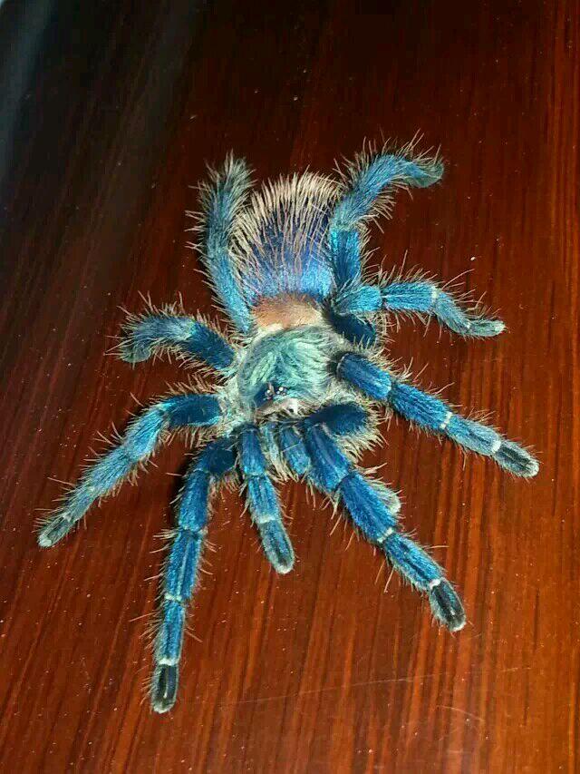Blue Dwarf Tarantula (Dolichothele diamantinensis)