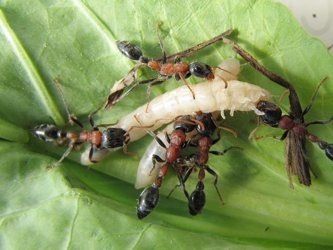 Ant colony tetraponera rufonigra