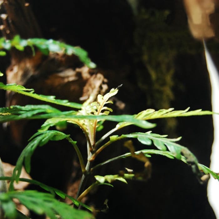 Fern Hygrophila (Hygrophila pinnatifida)