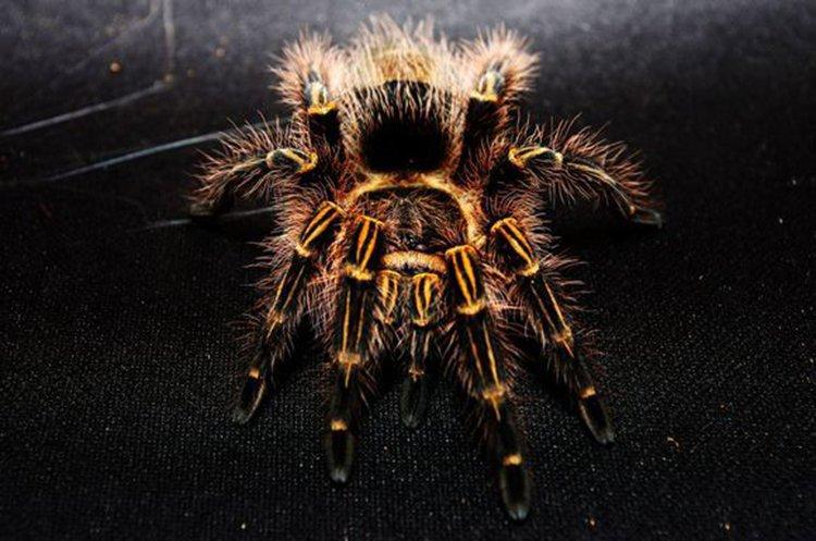 Chaco Golden Knee Tarantula (Grammostola pulchripes)