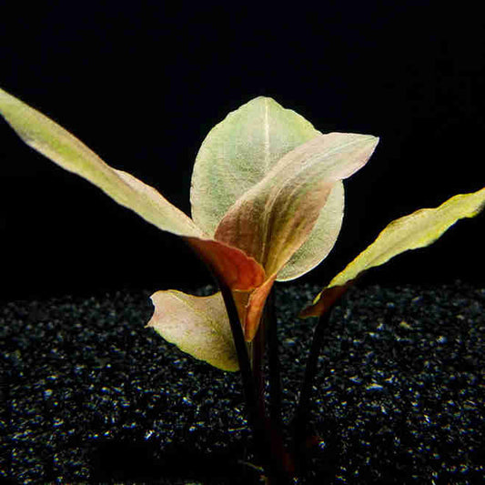 Lagenandra meeboldii ' Red '