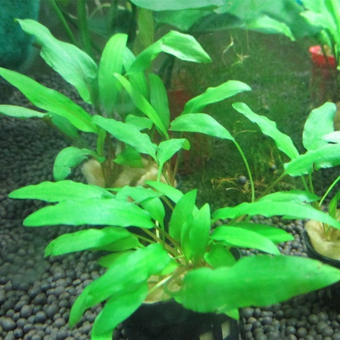 Water Trumpet (Cryptocoryne wendtii 'Green')