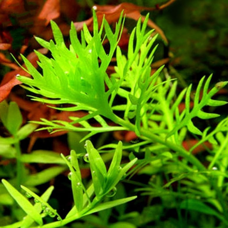 American Featherfoil (Hottonia inflata)