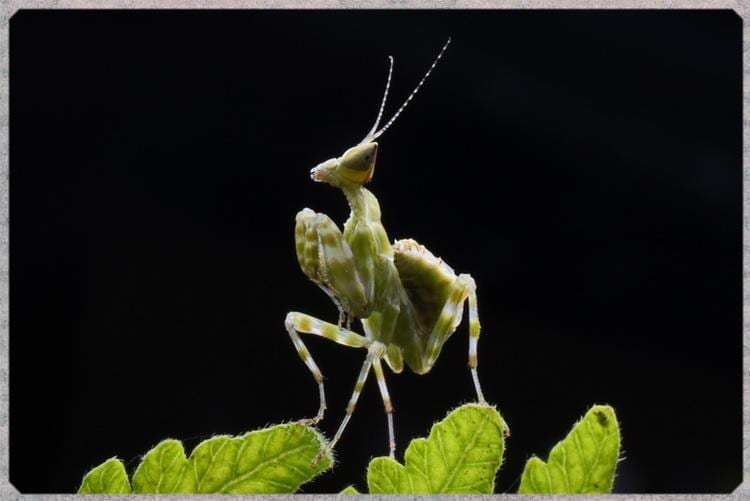 Creobroter nebulosus asian flower mantis