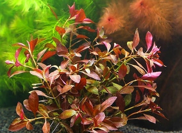 Ludwigia sp. Weinrot (Ludwigia repens rubin)