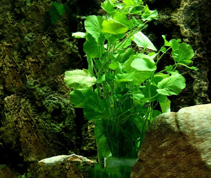 Chinese Lvy (Cardamine lyrata)