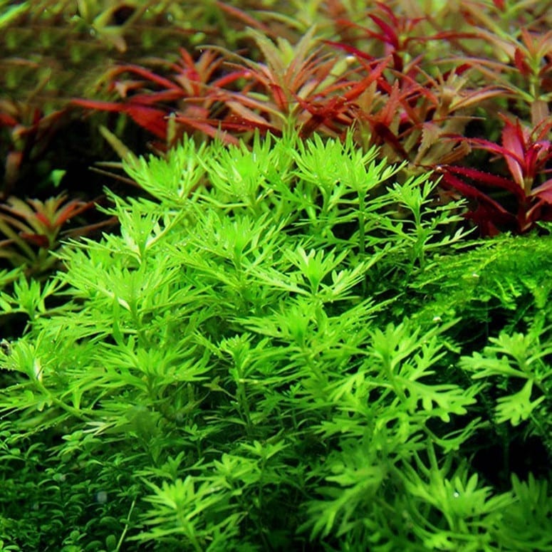 American Featherfoil (Hottonia inflata)