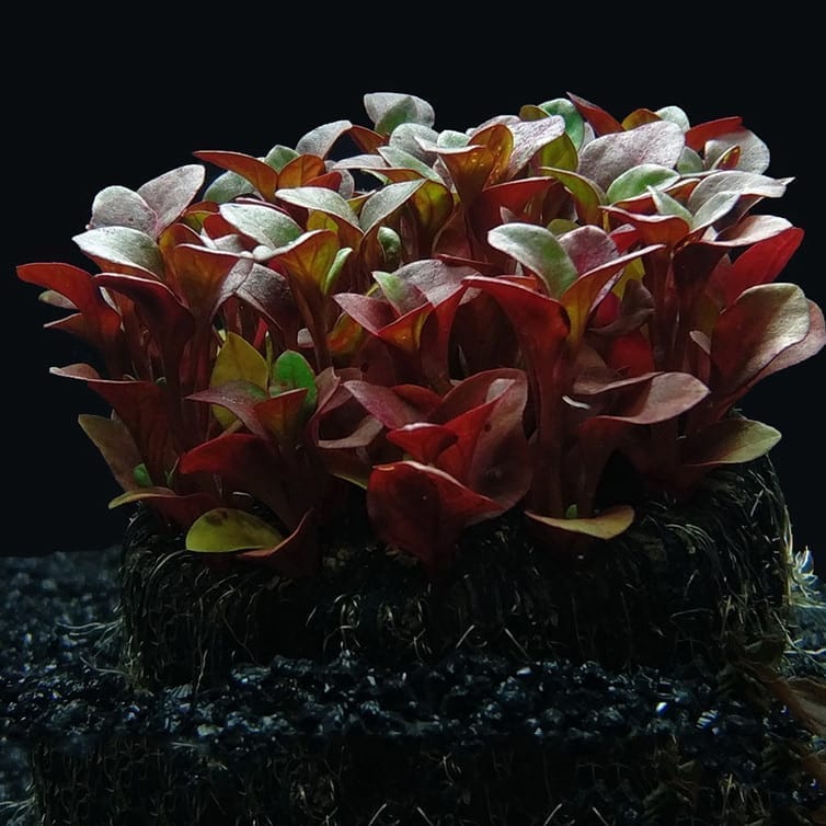 Alternanthera  bettzckinana