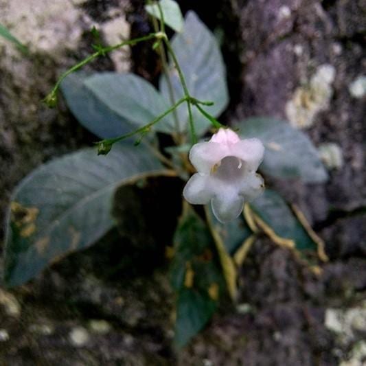 Paraboea martinii ( Levl. ) Burtt