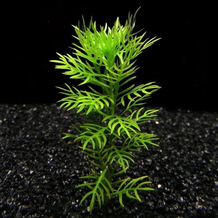 American Featherfoil (Hottonia inflata)