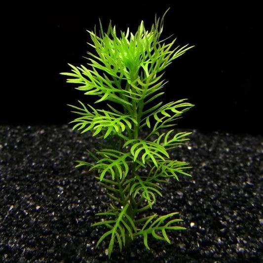 American Featherfoil (Hottonia inflata)