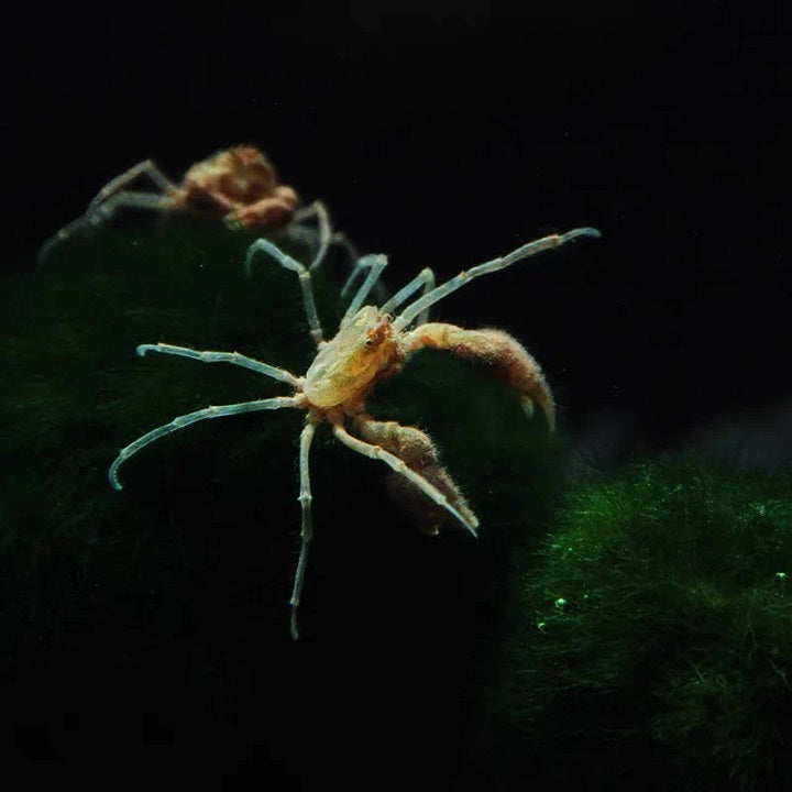 Thai Micro Crab (Limnopilos naiyanetri)