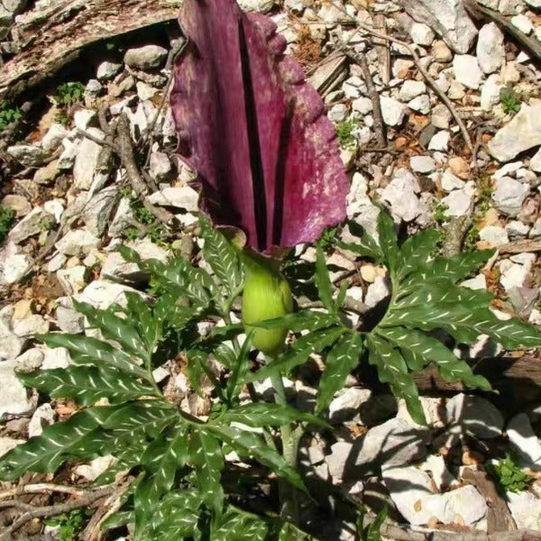 Dracunculus spp.