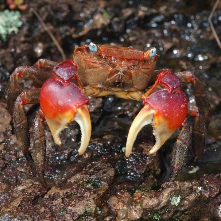 RivoGeo Chiromantes Haematocheir Crab (Chiromantes haematocheir)