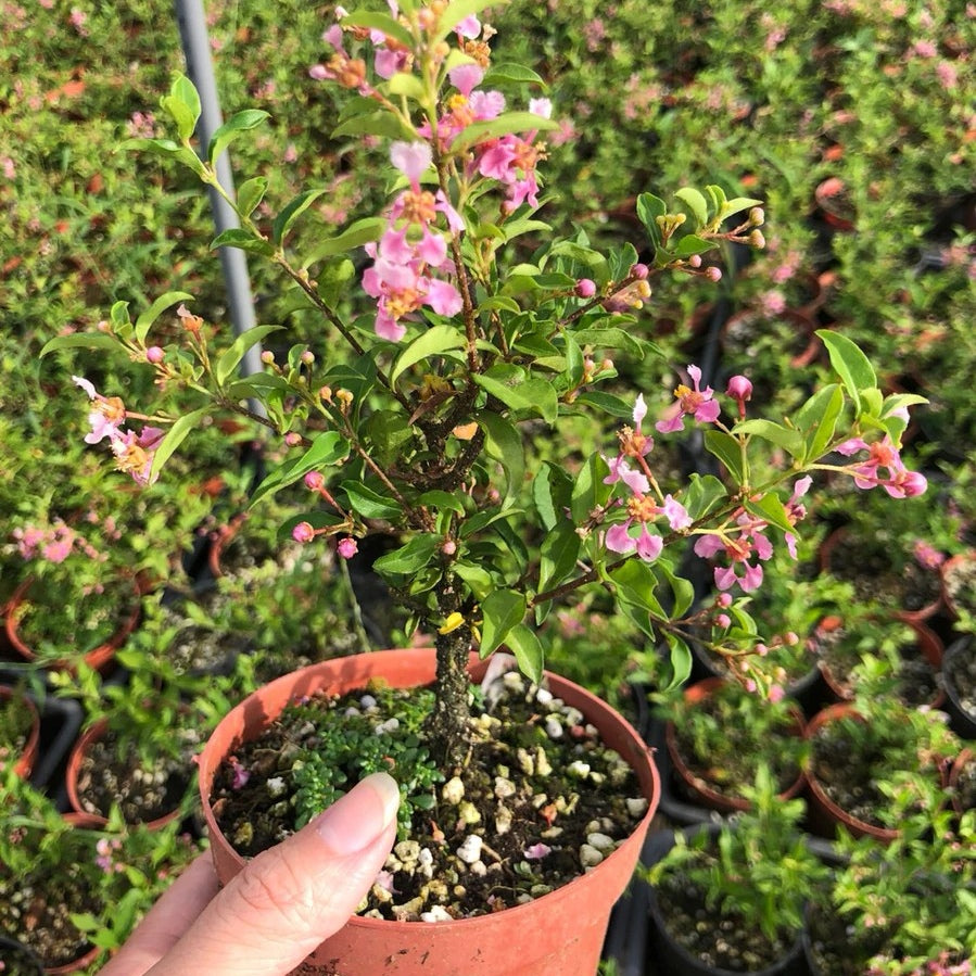 Acerola cherry(Malpighia emarginata)
