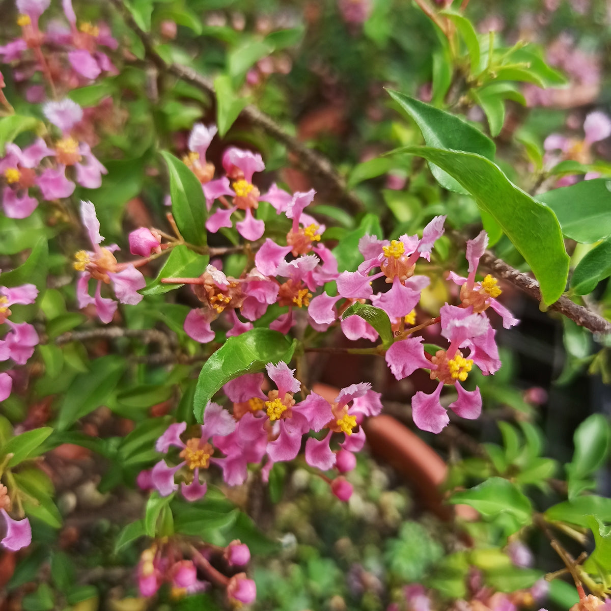 Acerola cherry(Malpighia emarginata)