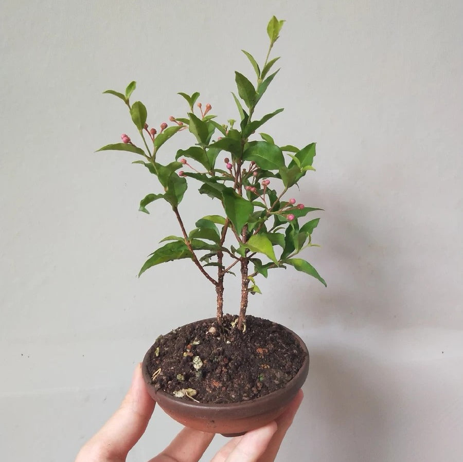 Acerola cherry(Malpighia emarginata)