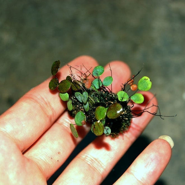 Micro Fern (Adiantum mariesii )