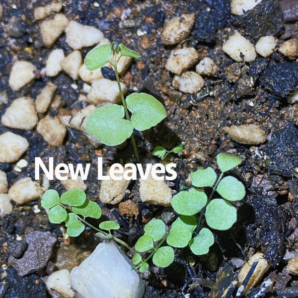Adiantum philippense