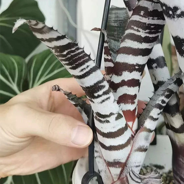 Aechmea Chantinii 'Black Ice'