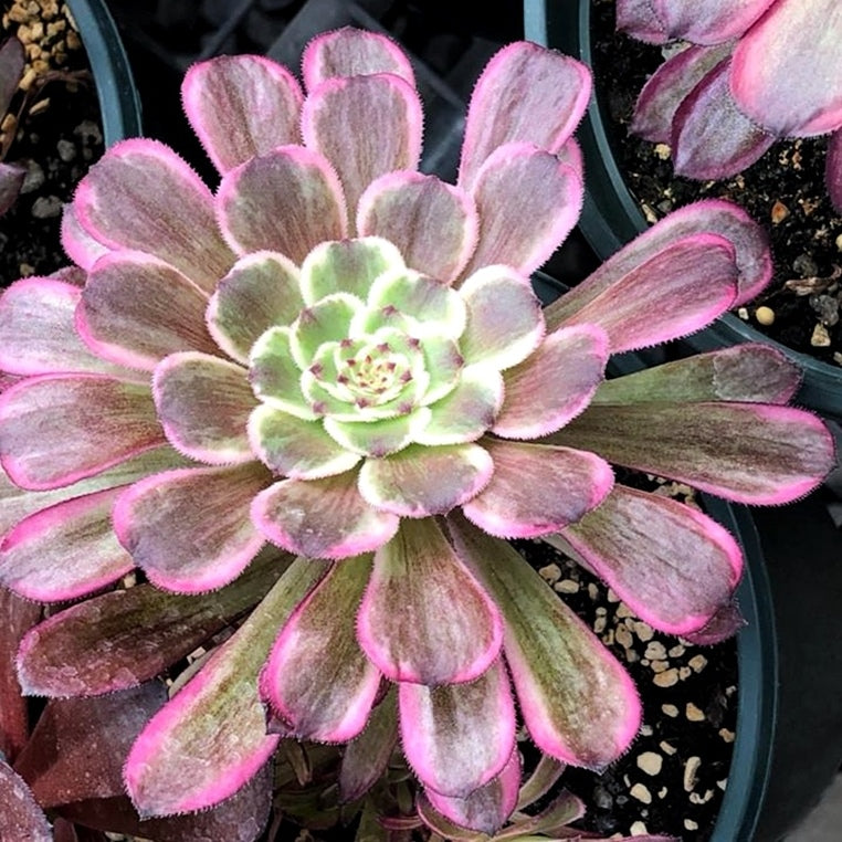 Aeonium saint-simon violet