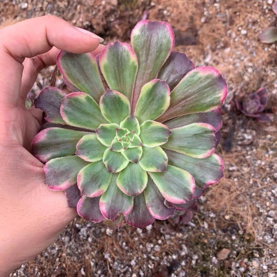 Aeonium saint-simon violet