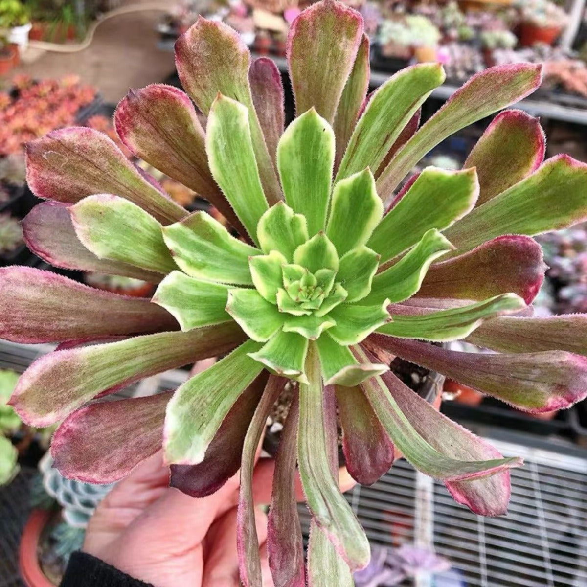 Aeonium saint-simon violet