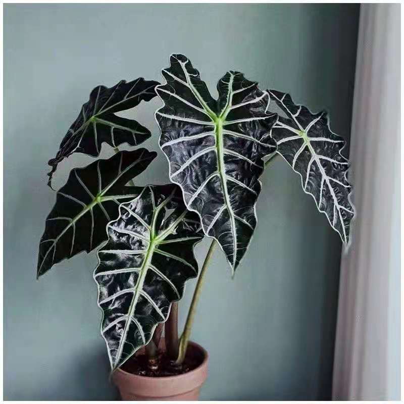 philodendron polly African Mask Plant ( Alocasia ' Polly ' ) for Sale
