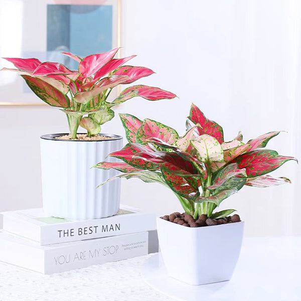 Aglaonema Lady Valentine (Aglaonema modestum)