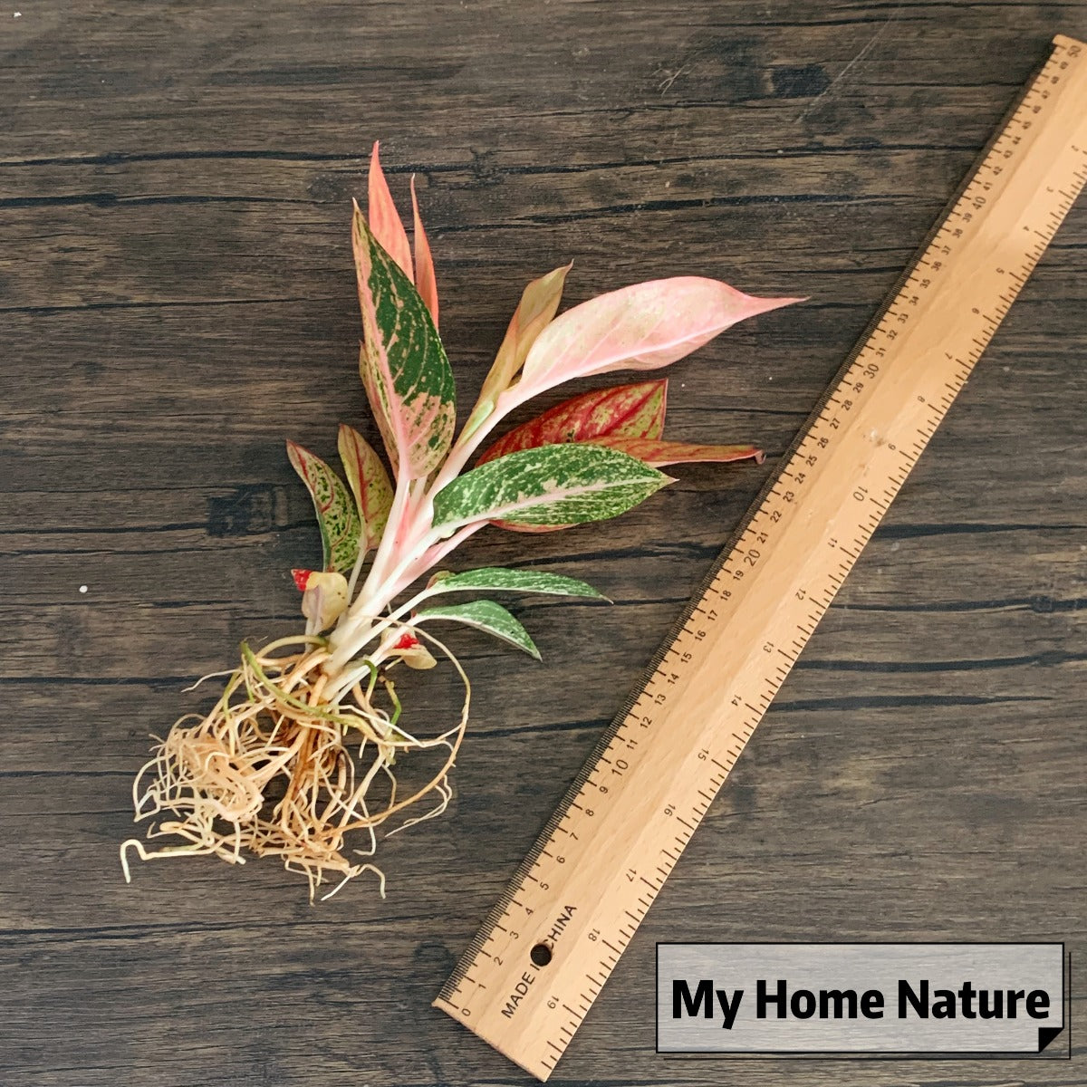 Aglaonema Widuri