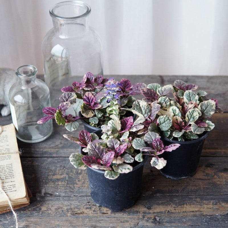 Ajuga reptans 'Burgundy glow'