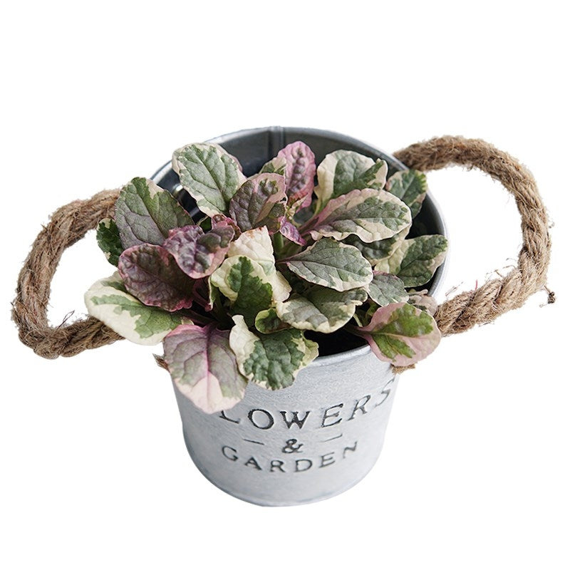 Ajuga reptans 'Burgundy glow'