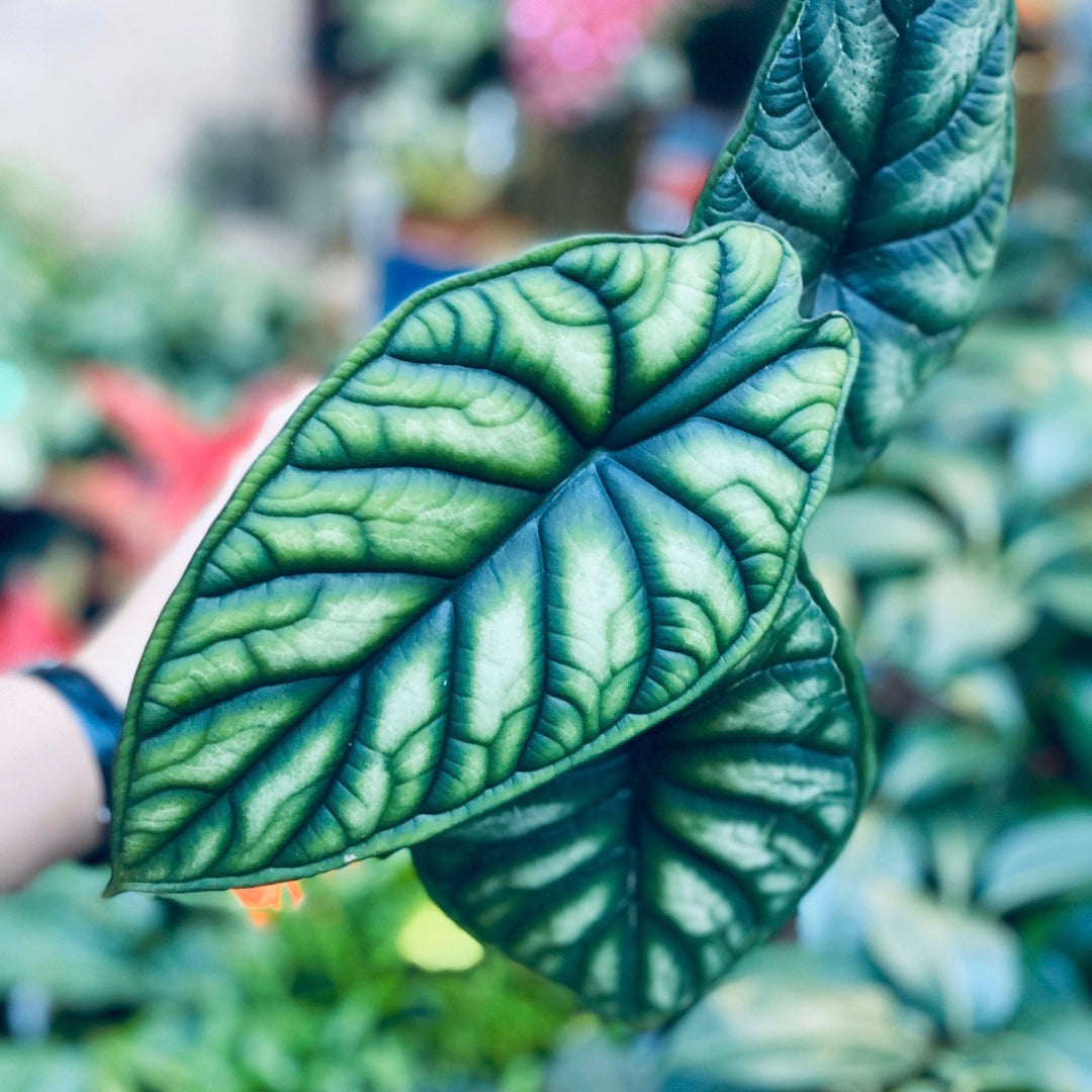 philodendron dragon scale Alocasia baginda ' Dragon Scale '