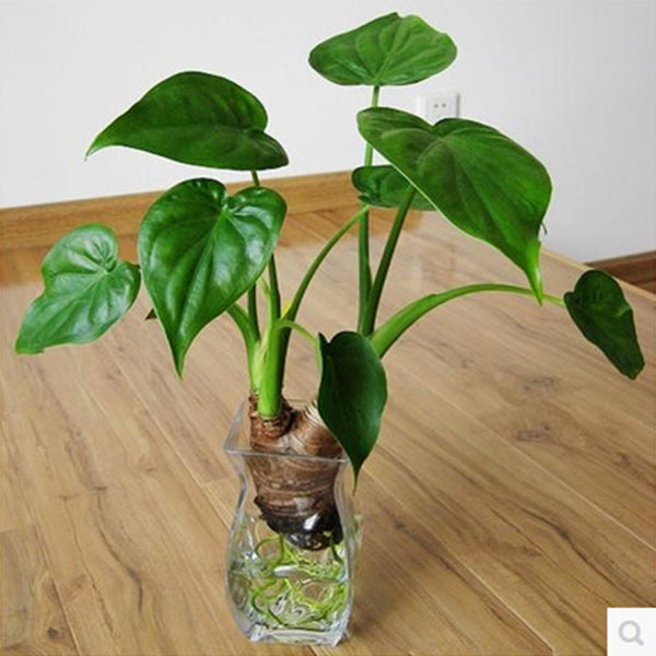 philodendron cucullata Alocasia cucullata