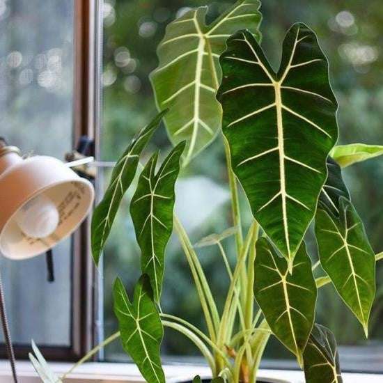 Green Velvet (Alocasia micholitziana ‘Frydek’ )