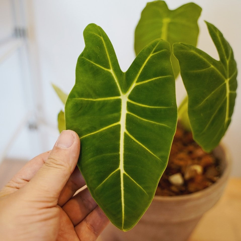 Green Velvet (Alocasia micholitziana ‘Frydek’ )