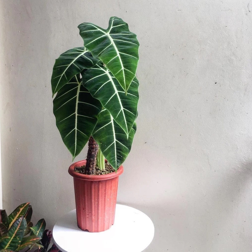 Green Velvet (Alocasia micholitziana ‘Frydek’ )