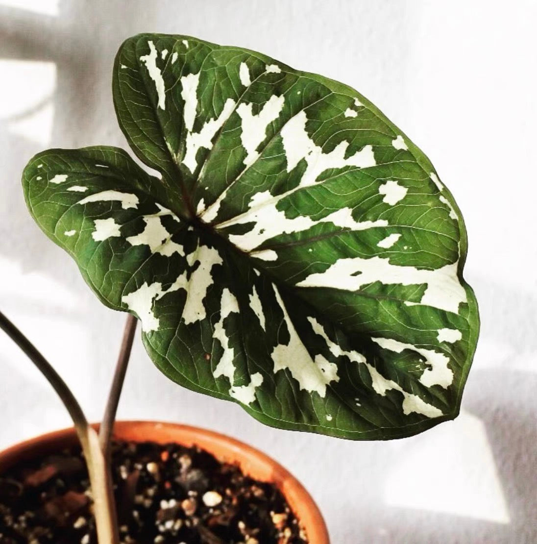 Caladium praetermissum' Hilo beauty '