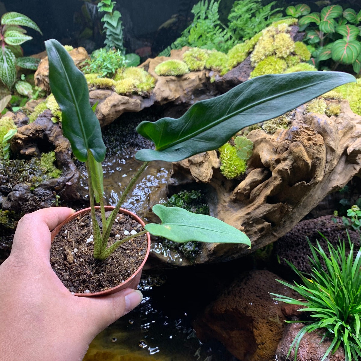 Alocasia lauterbachiana