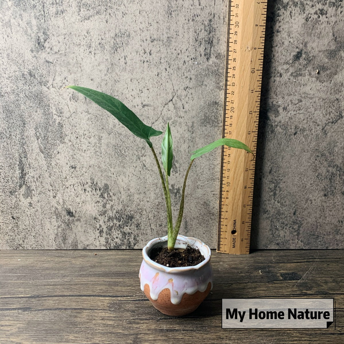 Alocasia lauterbachiana