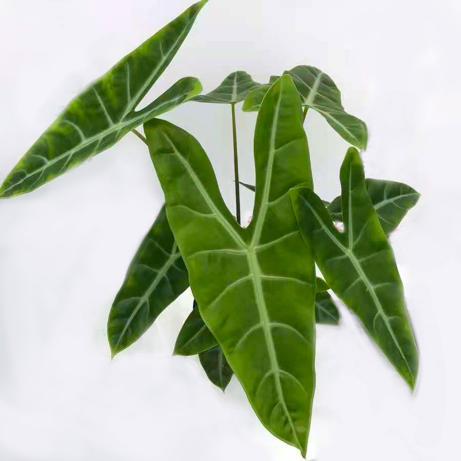 Alocasia longiloba sp. Sulawesi