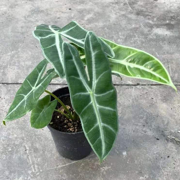 Alocasia longiloba sp. Sulawesi