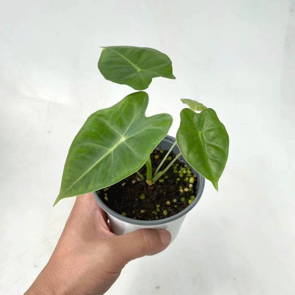 Green Velvet (Alocasia micholitziana ‘Frydek’ )